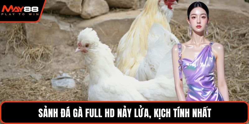 Sảnh đá gà full HD nảy lửa, kịch tính nhất